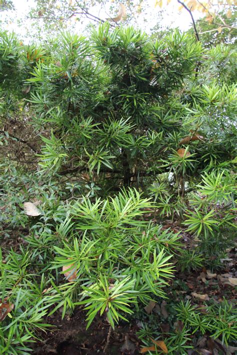 家有羅漢松 一世不會窮|Podocarpus macrophyllus